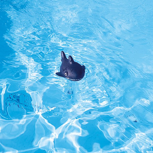 Thermomètre original requin Squale