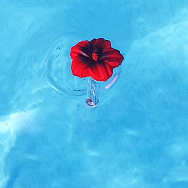 Thermomètre piscine original Tropical
