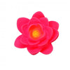 Nymphéa fleur de lotus